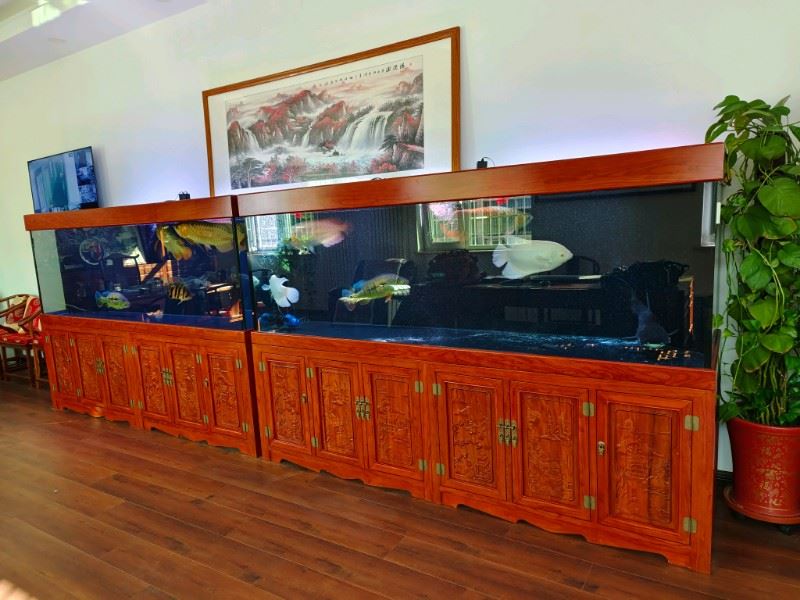 龙岗附近鱼缸清洗 鱼缸清洗服务