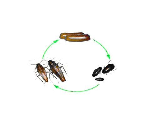 深圳龙华除虫消杀,外墙清洗咨询了解价格